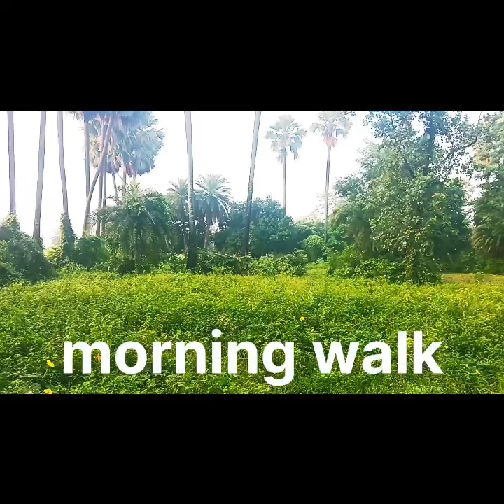 Morning walk