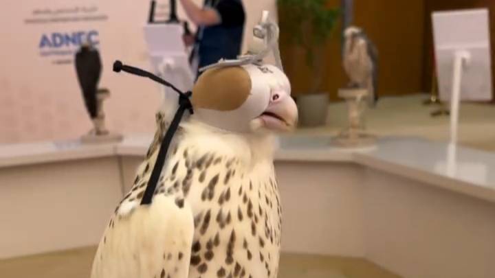 Dubai mey crazy falcon Bird
