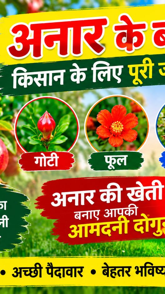 अनार की शानदार खेती 🌱
किसान भाइयों के लिए जरूरी जानका💯री
🌸 अच्छे फूल