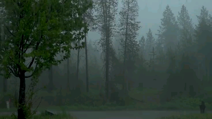 Relaxing Forest Night