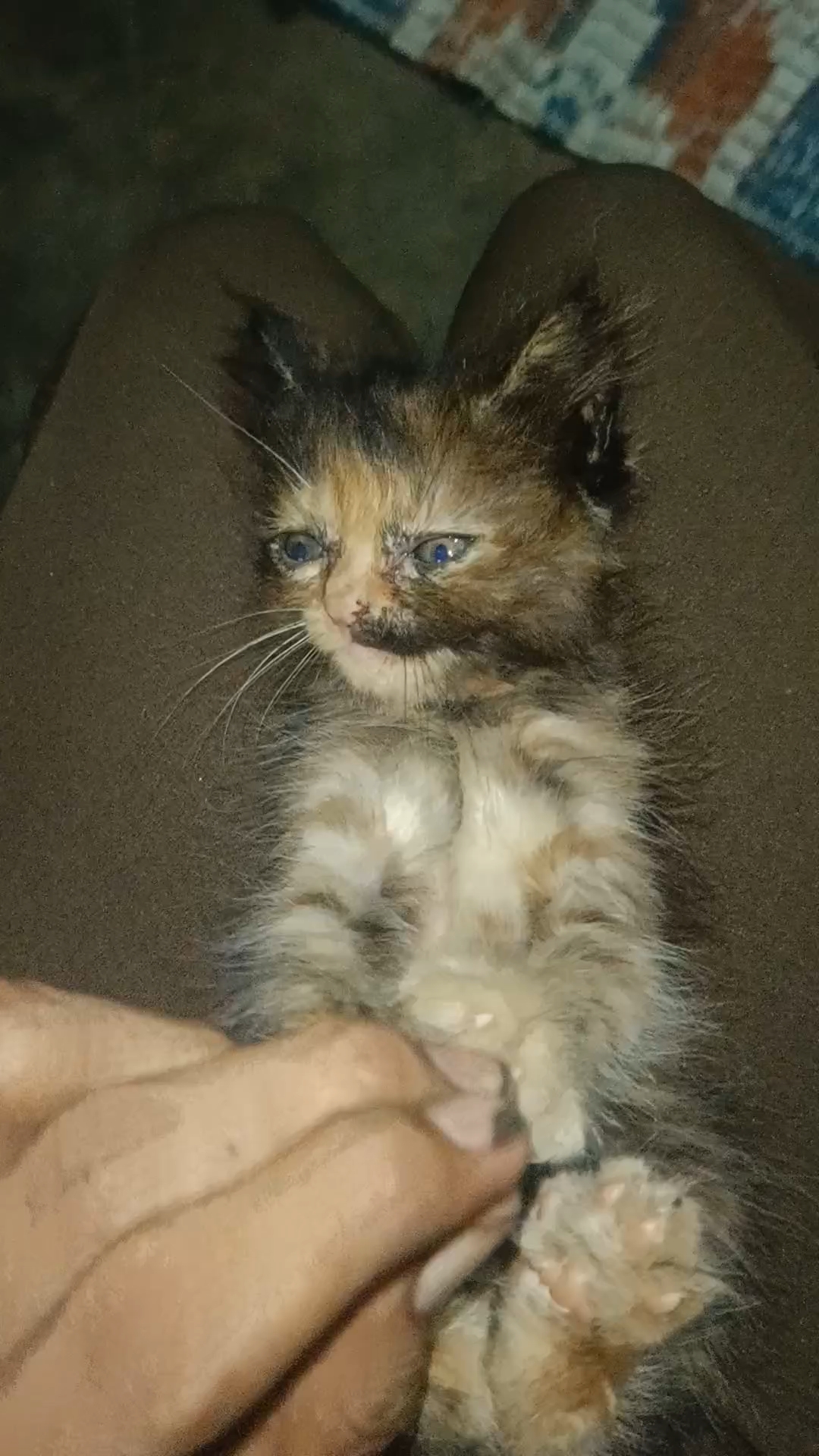 Kitten के साथ मस्ती 😺।।
