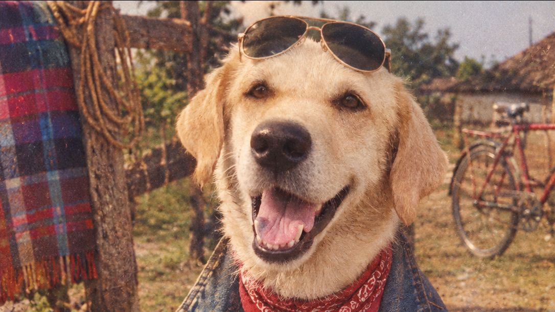 Rocky 80's photo trend 📈 #dog #labrador #bideo #bideoapp