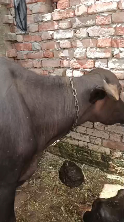 Viral video