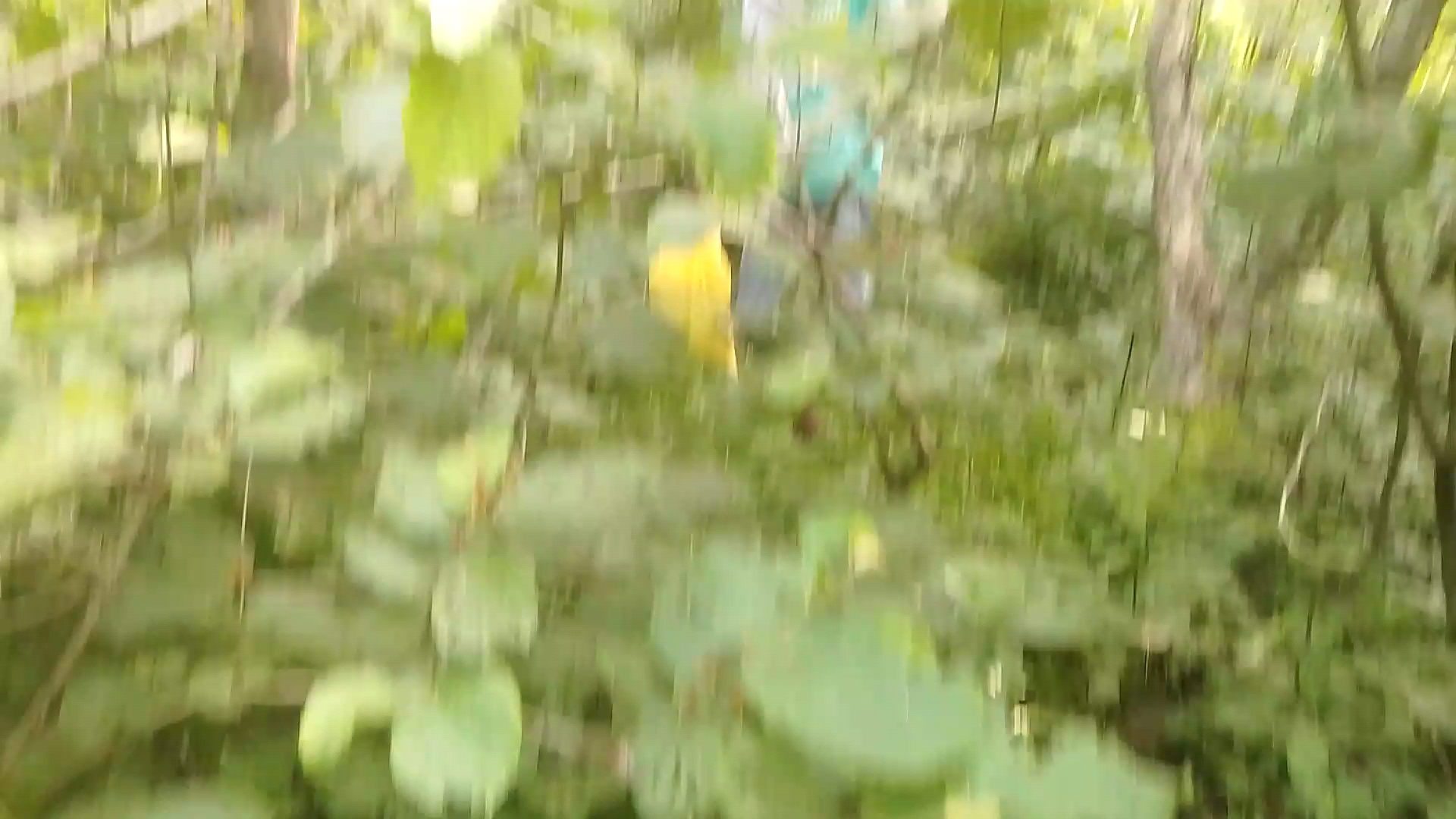 Forest journey in my team