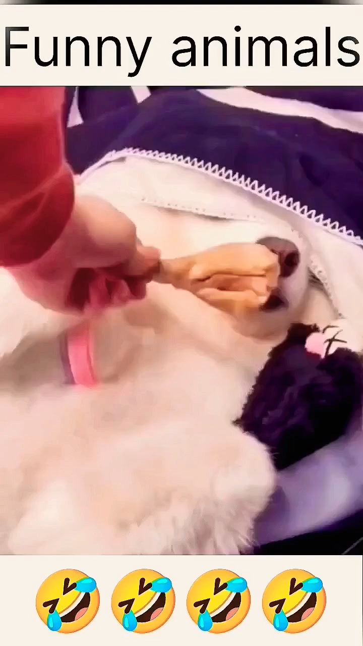 Funny_animal_s_😂