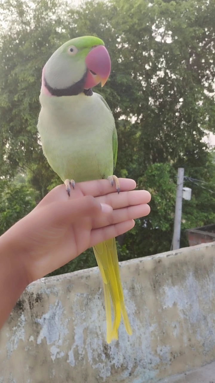 Parrot 🦜