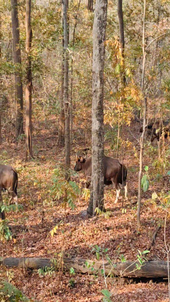 “Tadoba के जंगल में जंगली भैंसों का खूबसूरत नज़ारा 🐃🌿”