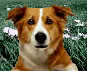 Dog fanny