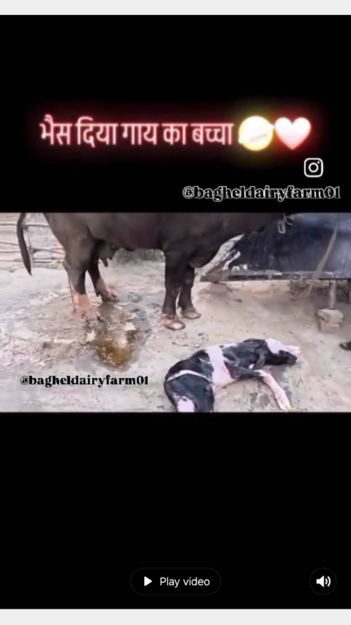 A Buffalo Gave Birth to a Cow's Calf 😱🐃🐄 / भैंस ने दिया गाय का बच्चा  😲🐃🐄