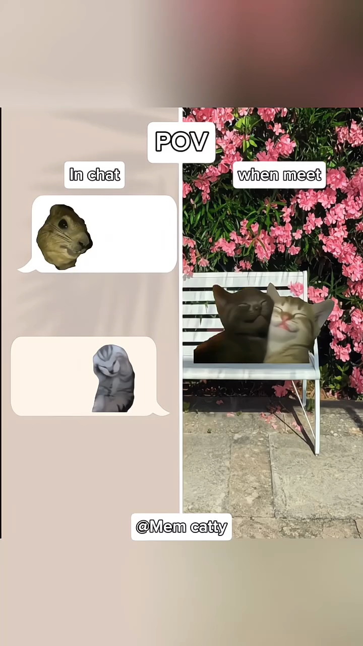 Cat meme