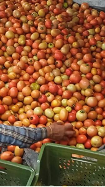 Tamatar ki kheti ki hardwork vlog || pahadi village lifestyle