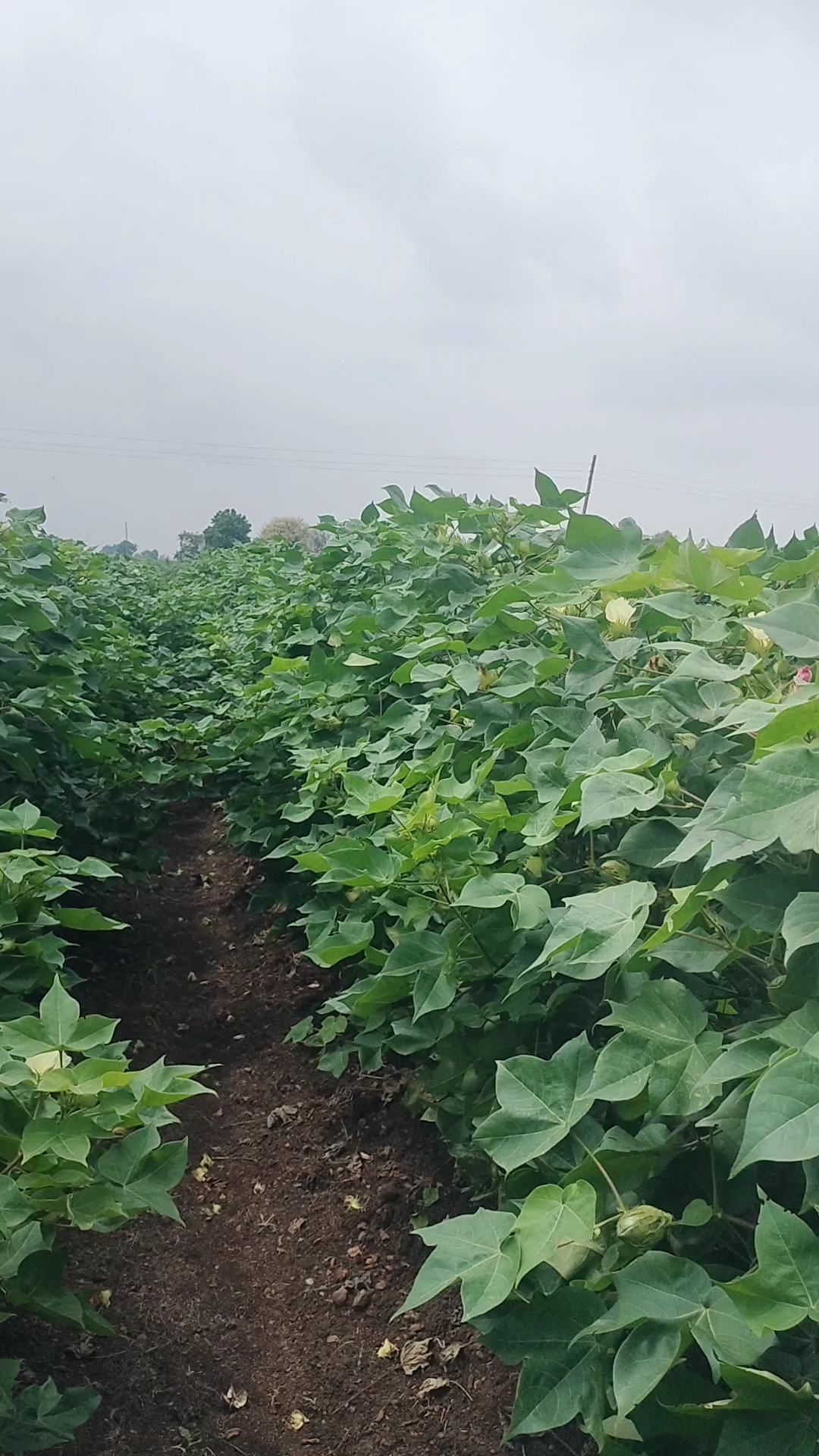 🤯Cotton lend visit 😀
