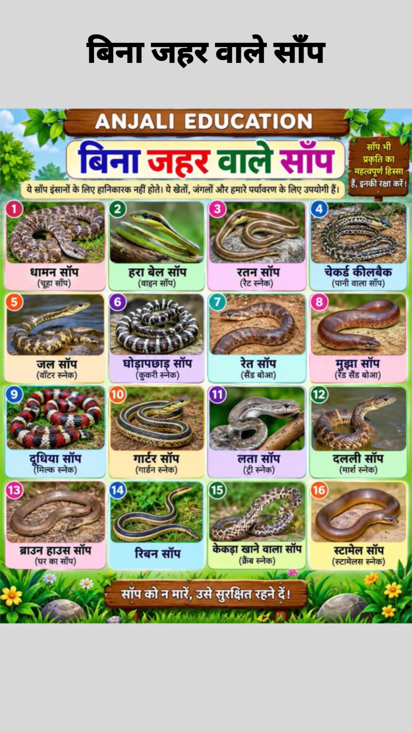 बिना जहर वाले साँप