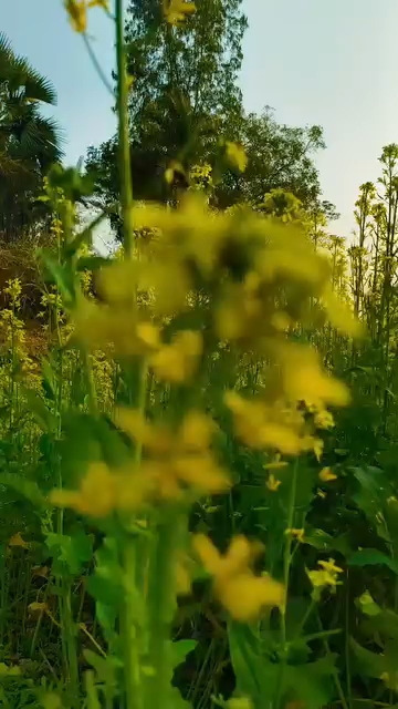 Trevl view and cinematic video