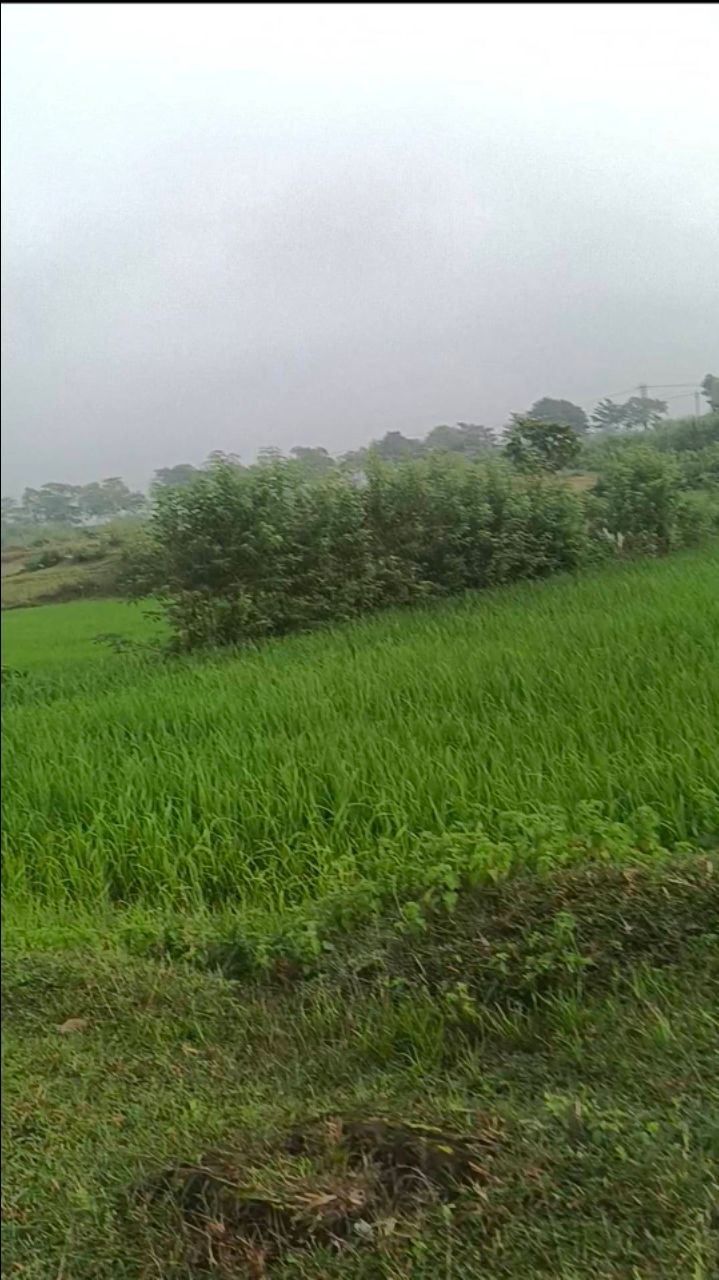Dhan ka khet
