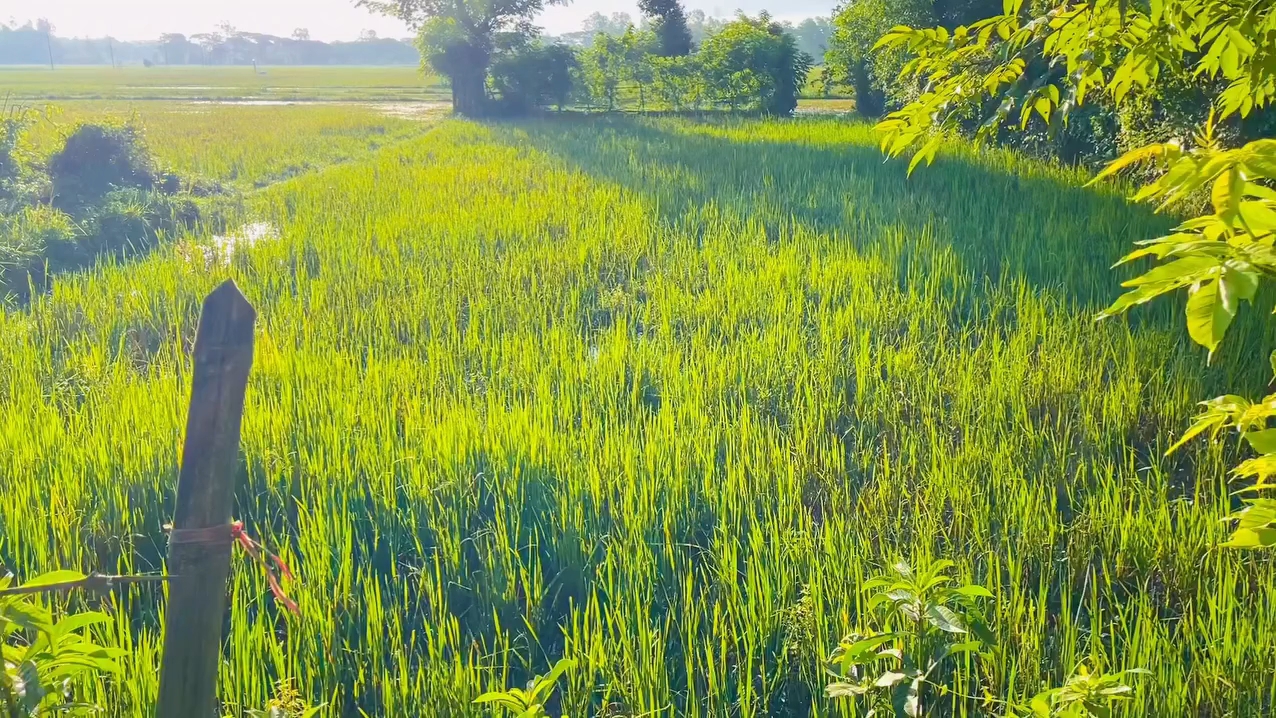 Nature view 🌤️🌥️🍃 . . . #nature #foryou #reels #explorepage #viral