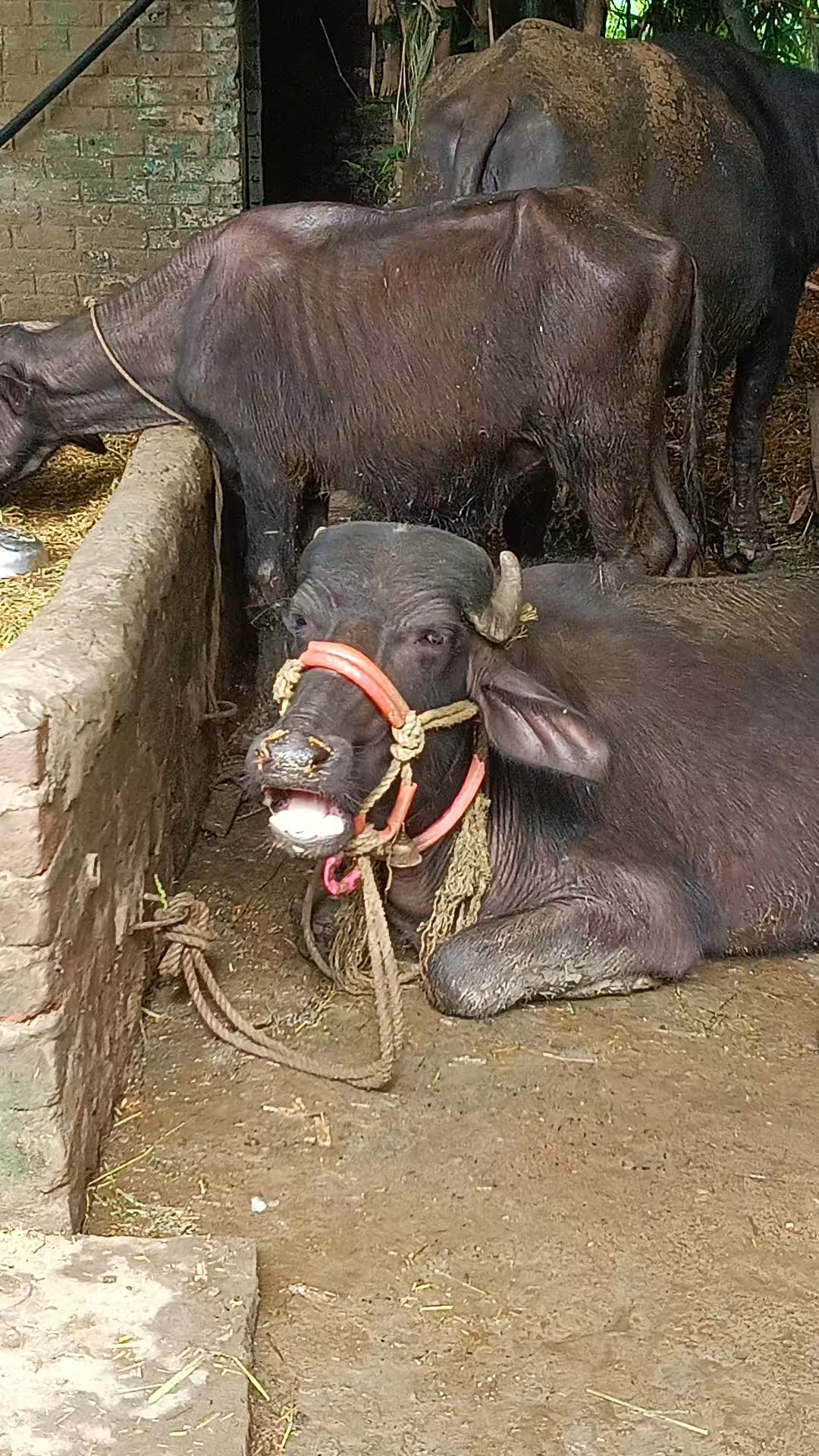 भैंस जब आराम करती है तो ऐसे ही मुंह चलातीहै