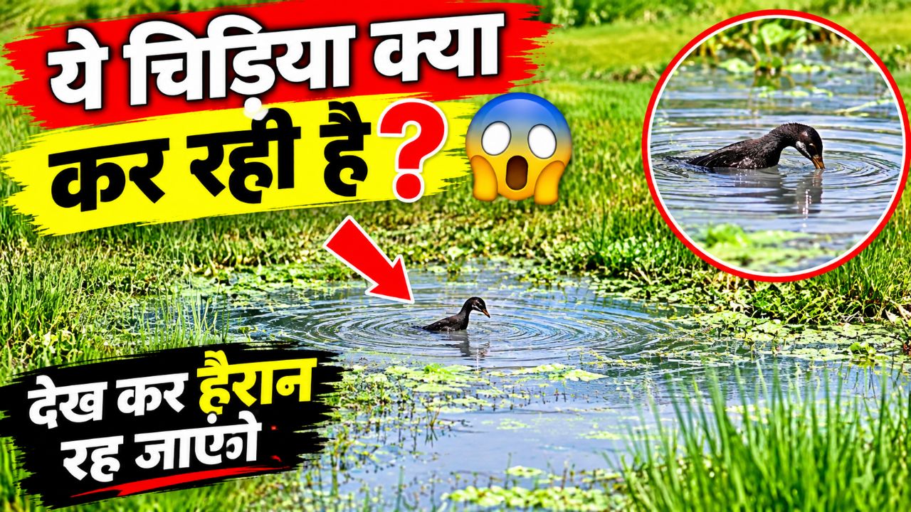 ये चिड़िया क्या कर रही है 😱 | देखकर हैरान रह जाएंगे! @Bedio #Shorts