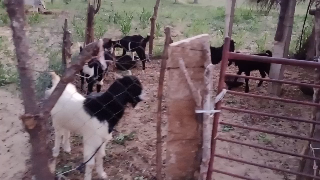 हम राजस्थानी लोग