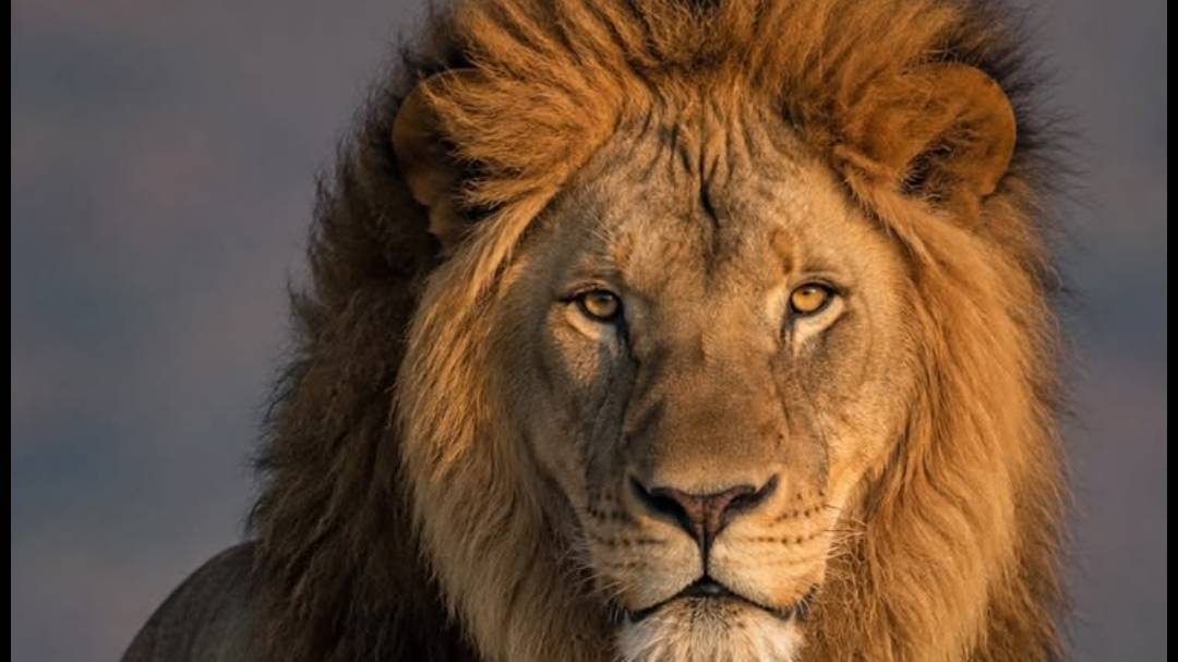 funny lion