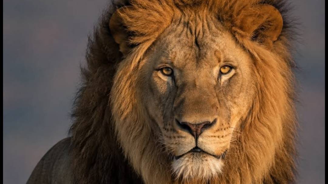 funny lion