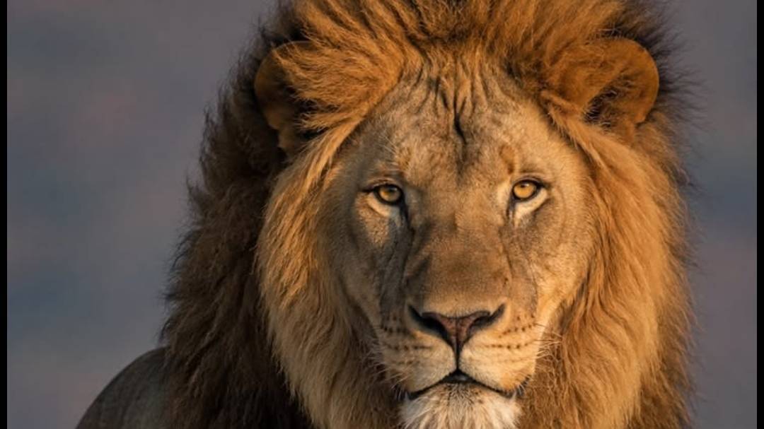 funny lion