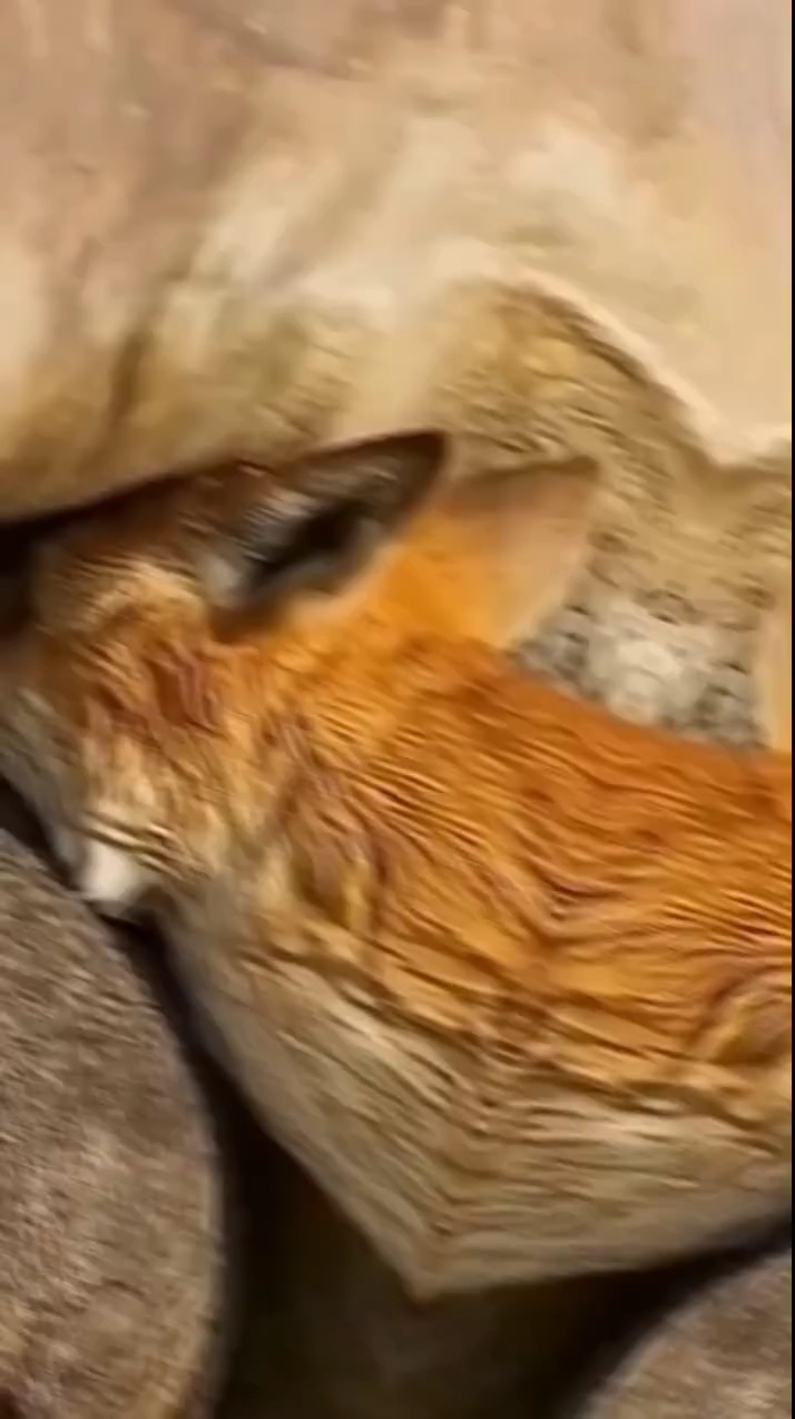 The Animal With a Butt Stronger Than a Shield