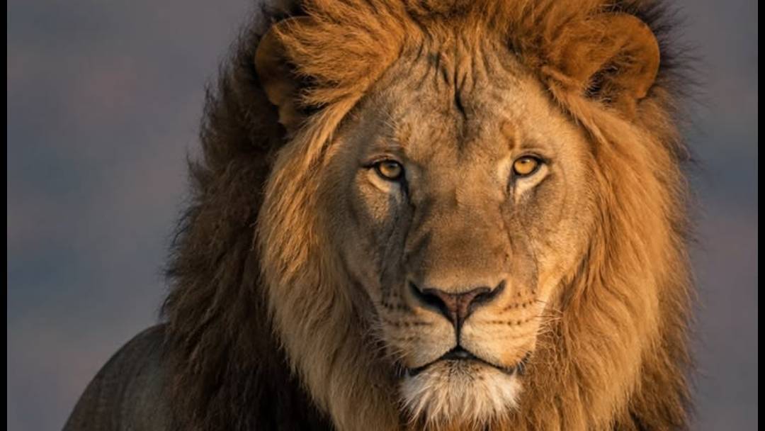 lion