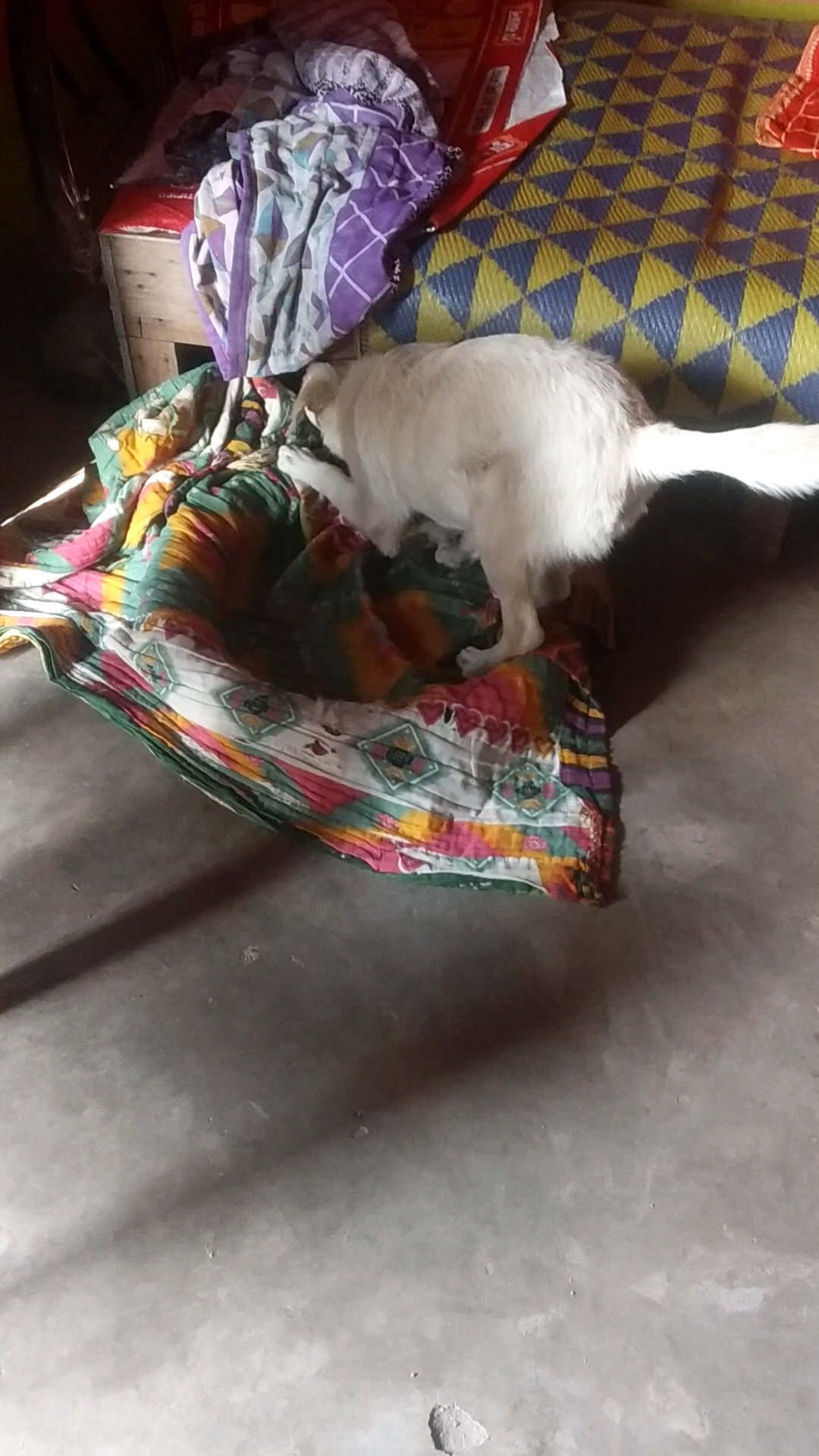 🐕Rocky ने बिल्ली🐈‍⬛ देख लिया 🤣 #dog #labrador #bideo #bideoapp