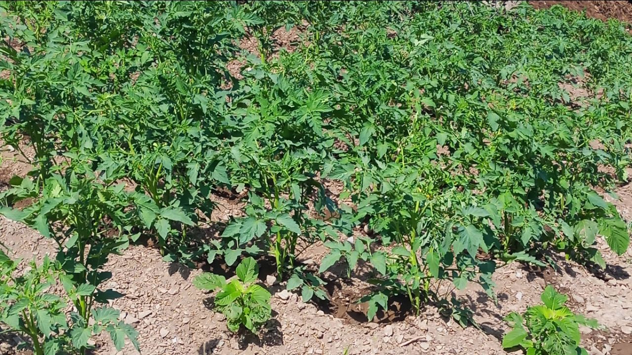Tamatar ke khet ke liye mehnat karte huye #hardworkvideo #hardworking