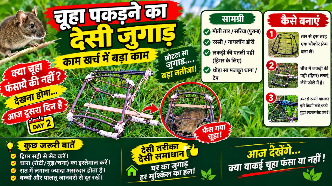 Khet mein chuha pakdane ka desi jugaad