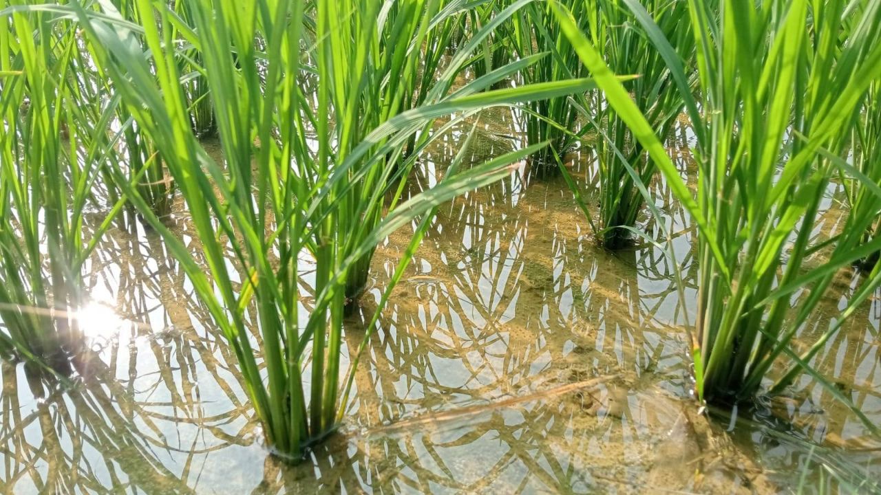 #Rajsthan me barish
