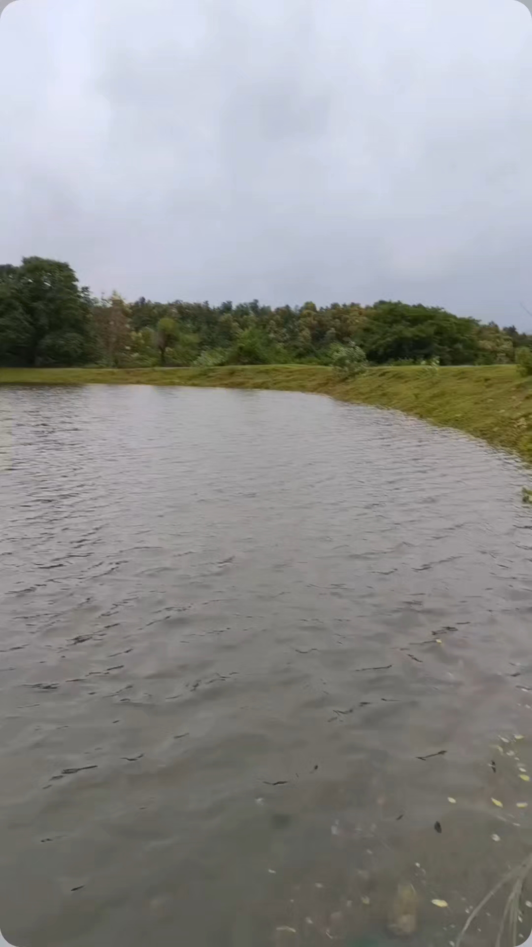 Village Forest vlog