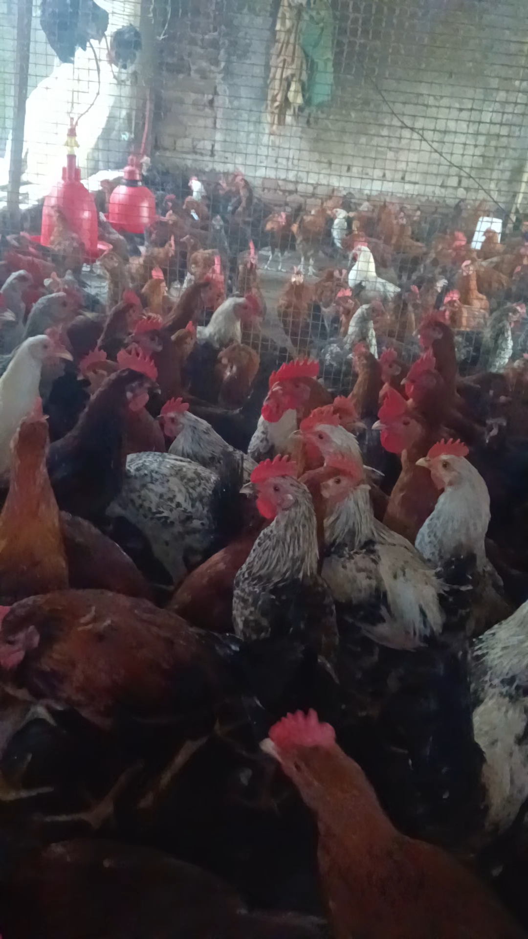 Suraj Pulti farm