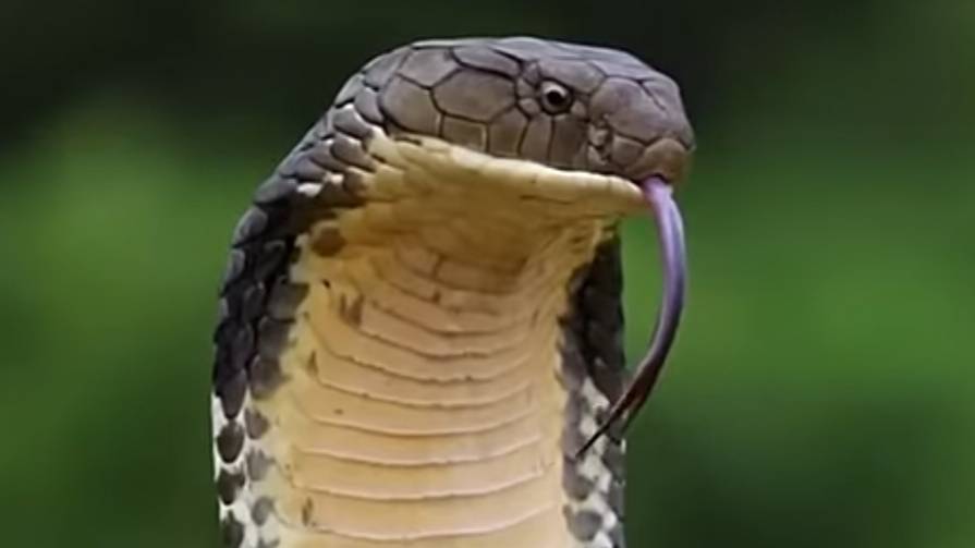 King cobra