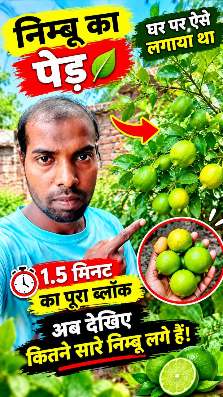 मेरे घर का नींबू का पेड़ 🍋 | इतने सारे नींबू देखकर हैरान रह जाओगे | 1.5 Minute Vlog