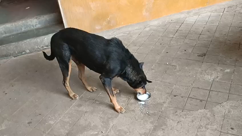 Black dog