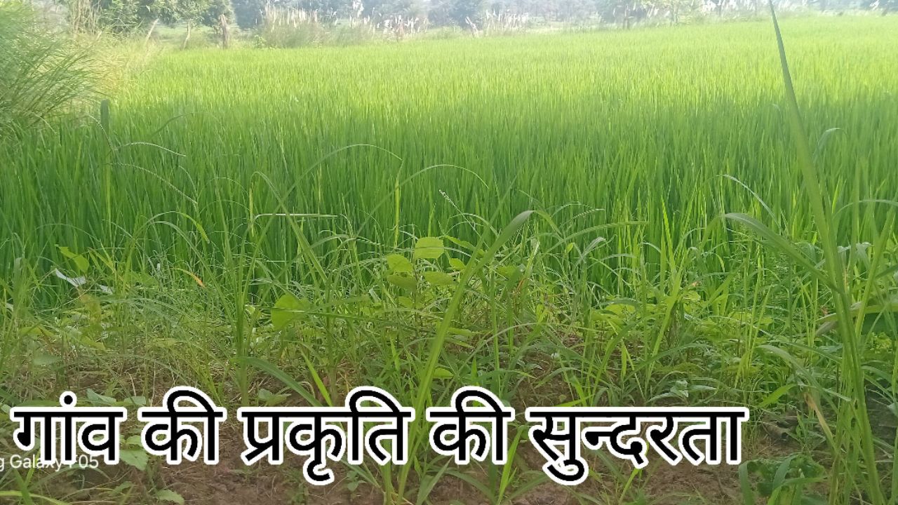 गाँव की प्रकृति  सुन्दरता @mandavi vlogs