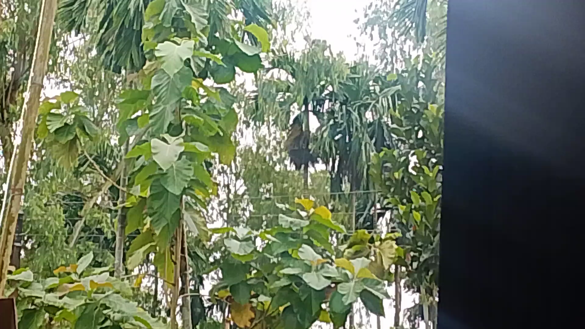 শুভ সকাল