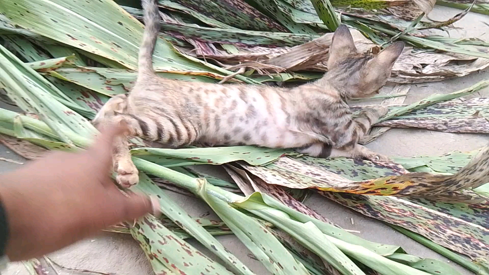 Apni cat 🐱 k sath full enjoy😊