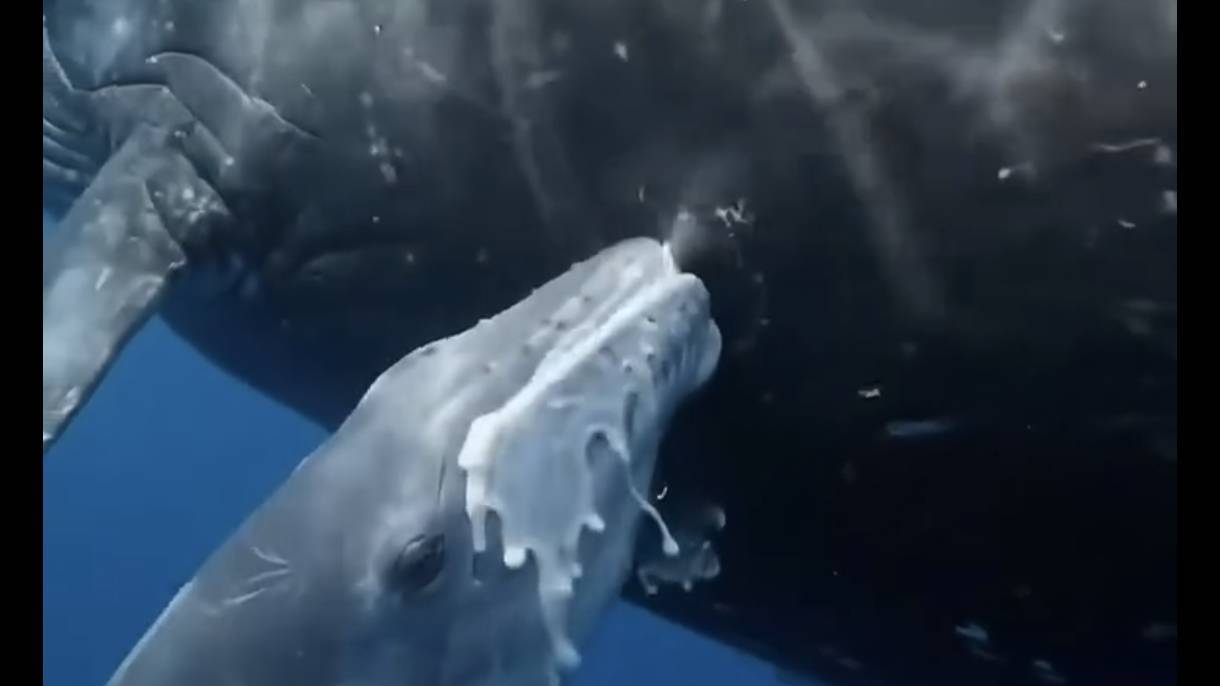 Wildlife