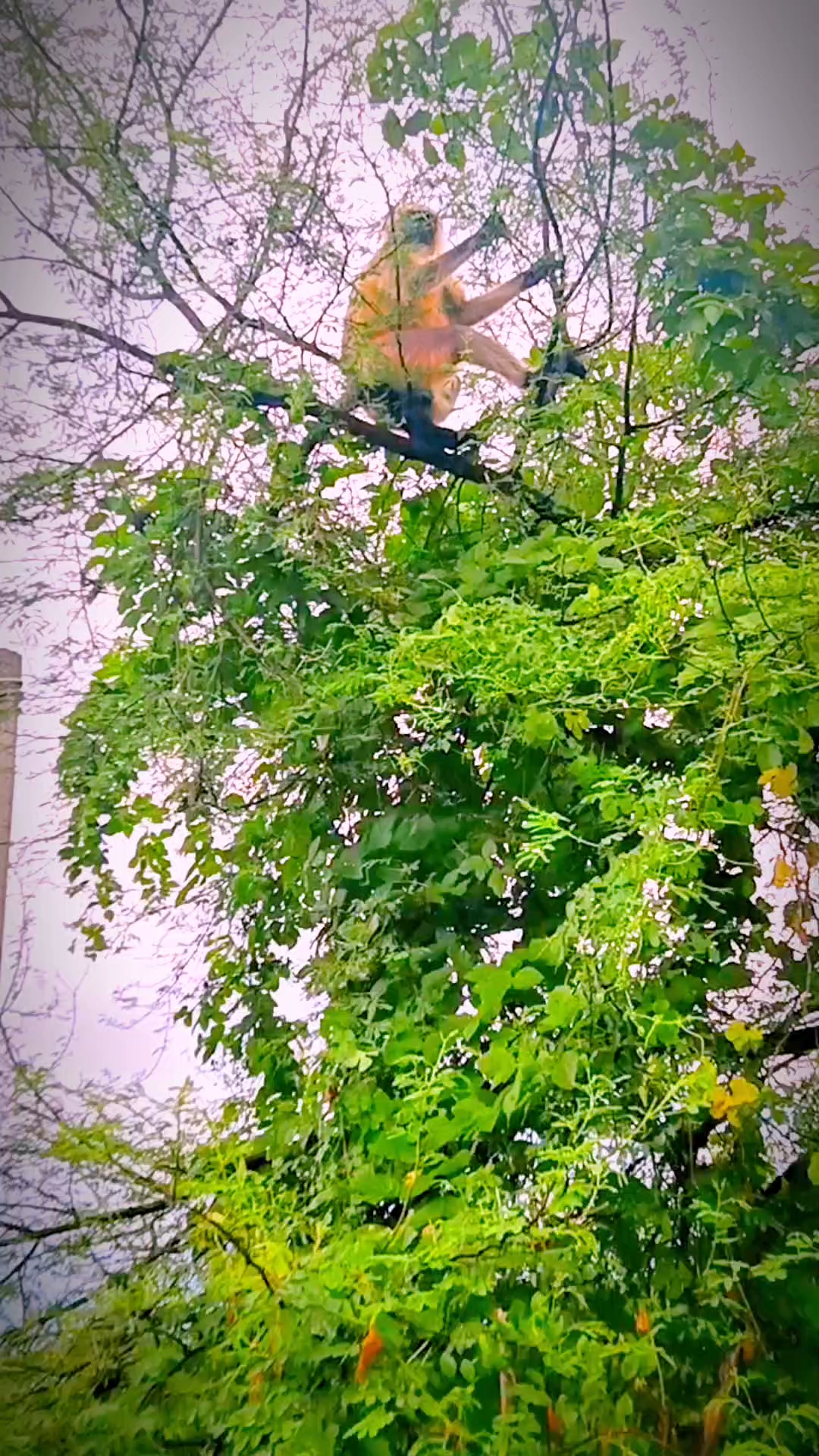 dekho dosto 🐒🐒mujhe Mila hai monkey bhaiya #vlog #video 🌳🌳