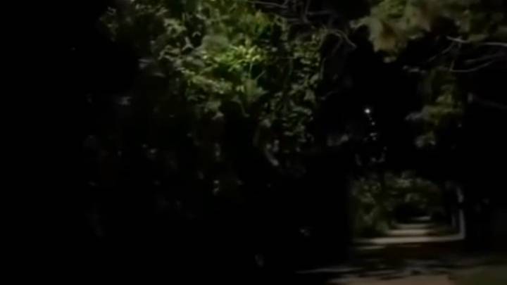 Nature video sakun