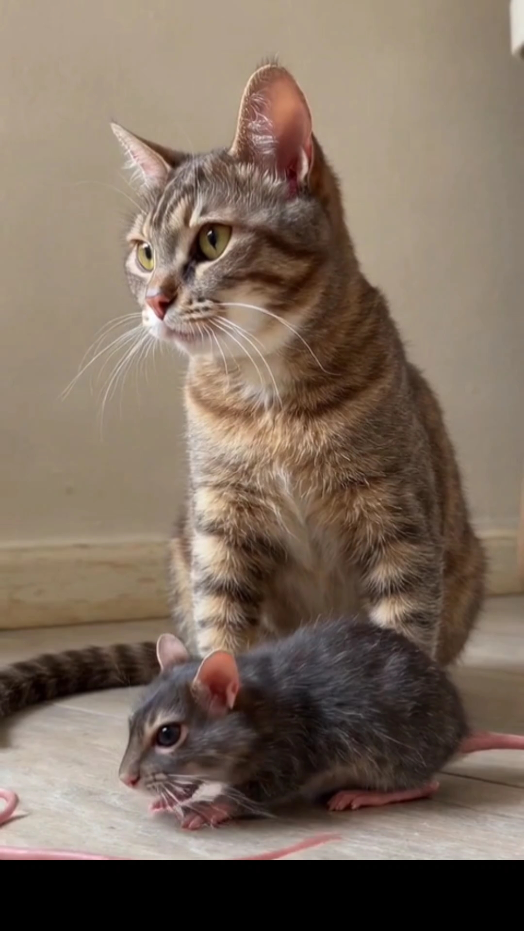 A Cute Cat & Rat