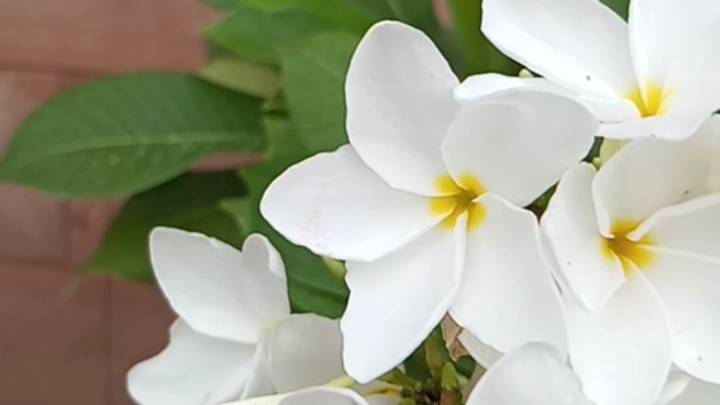 The best flower short please support me sitiyan kalliyan hai@Bideo