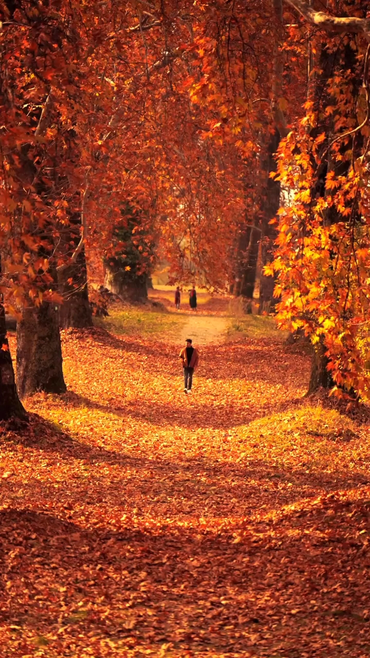 Golden Season Of Kashmir ❤️