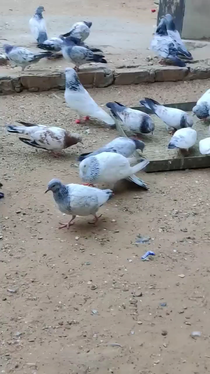 Kabutar baj