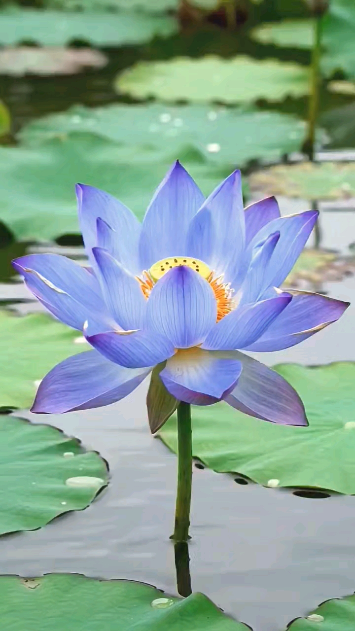 19 September 2026