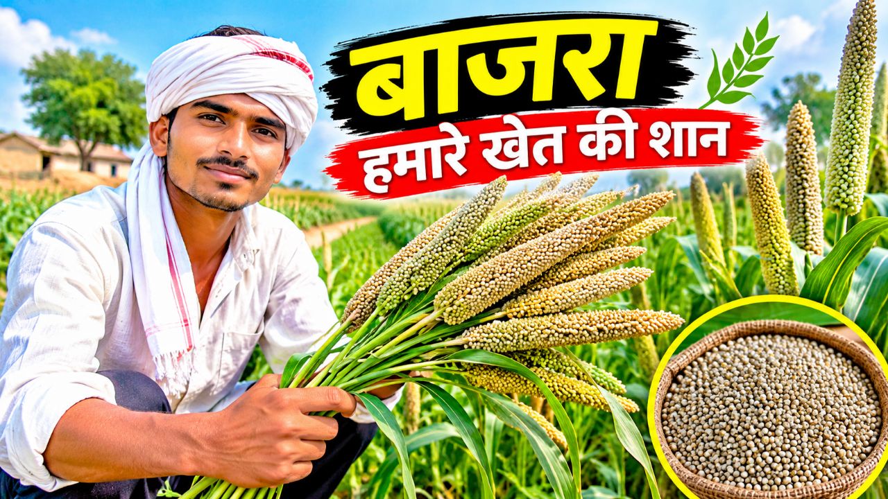 Dekho dosto 🌿🙏 hamare khet ka bhajara Jo hamne buwa rkha hai video viral 🌽🌽