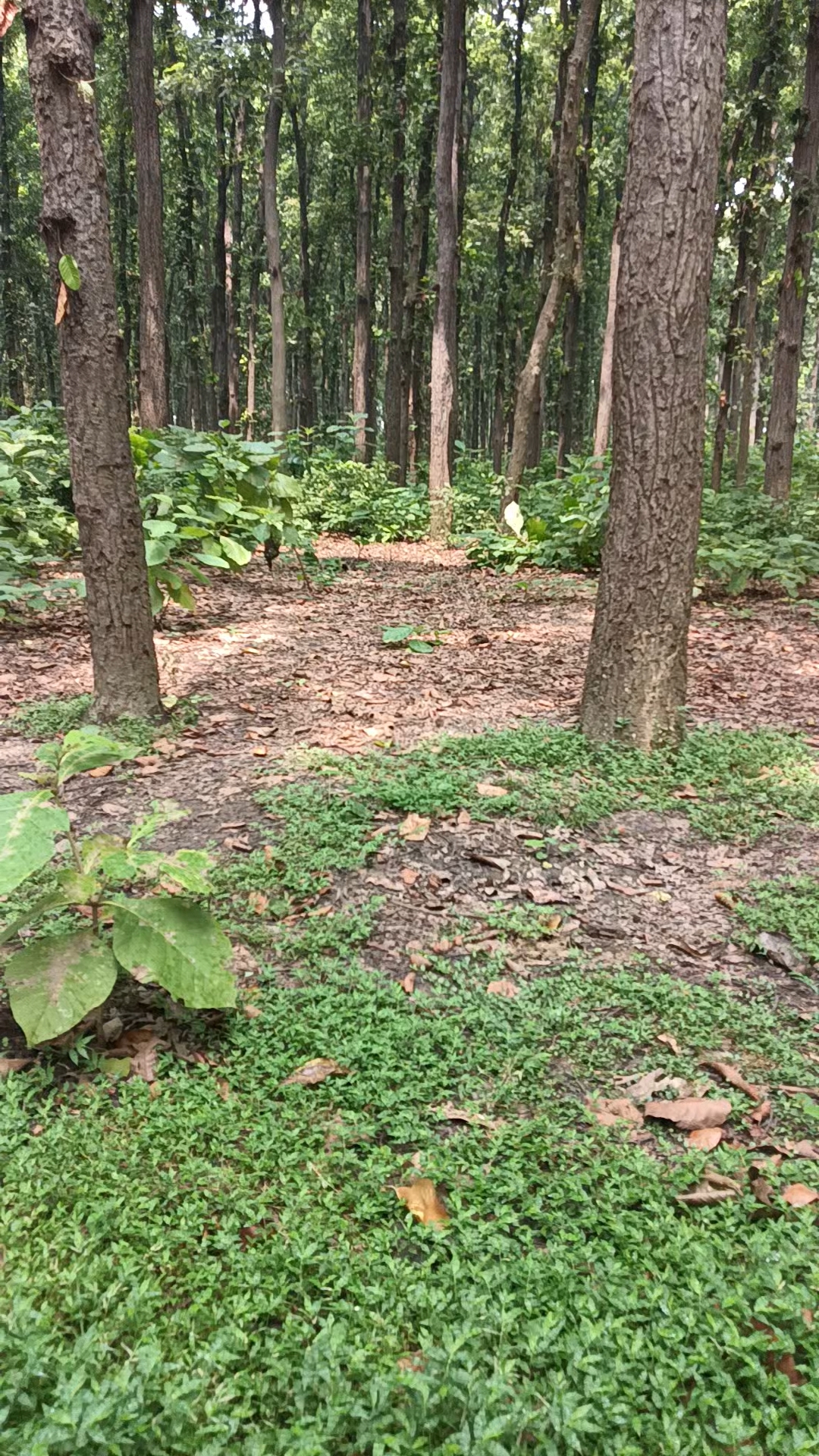 I'm Find My Love in forest 🥺😂🥰🥰🥰